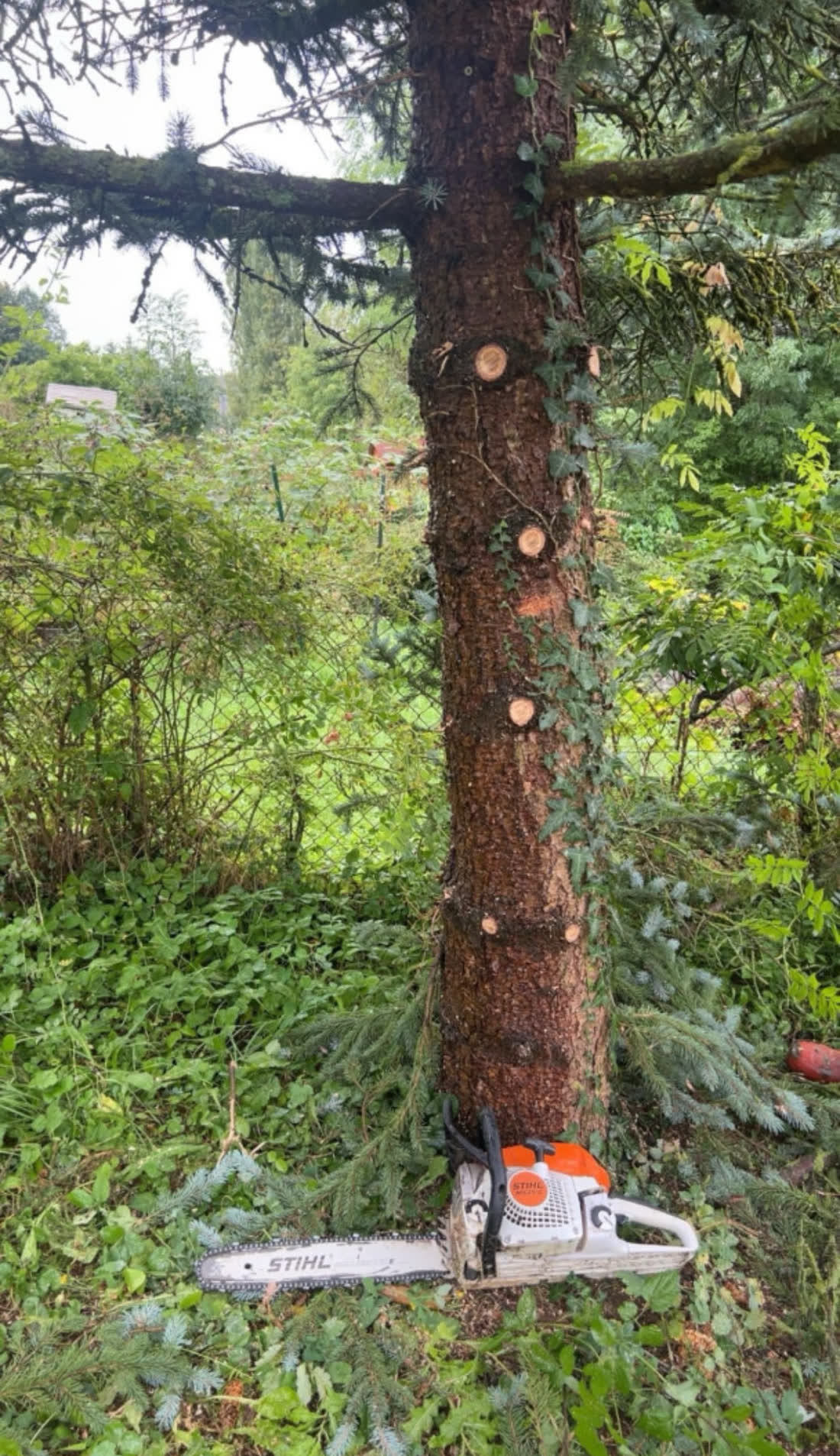 Élagage d'arbre