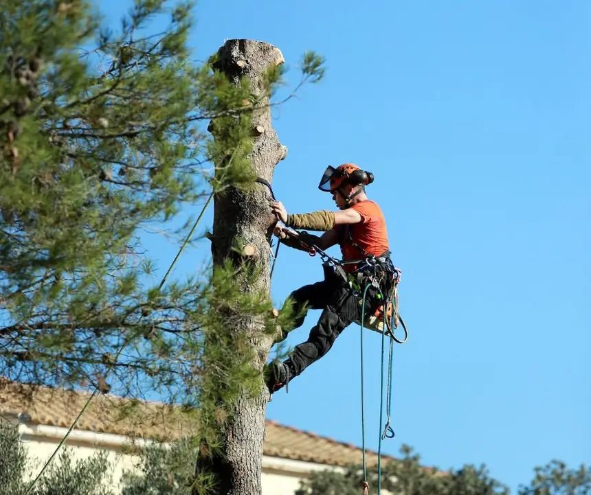 Élagueur-grimpeur démontant un arbre en hiver, la saison idéale pour l'élagage en Lorraine